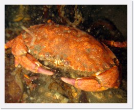 IMG_0146 * Rock Crab * 3000 x 2400 * (1.7MB)